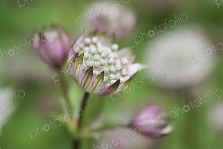 An astrantia flowering plant in a cottage garden with delicate flowerheads.