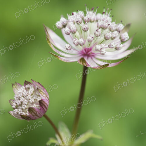 An astrantia flowering plant in a cottage garden with delicate flowerheads.