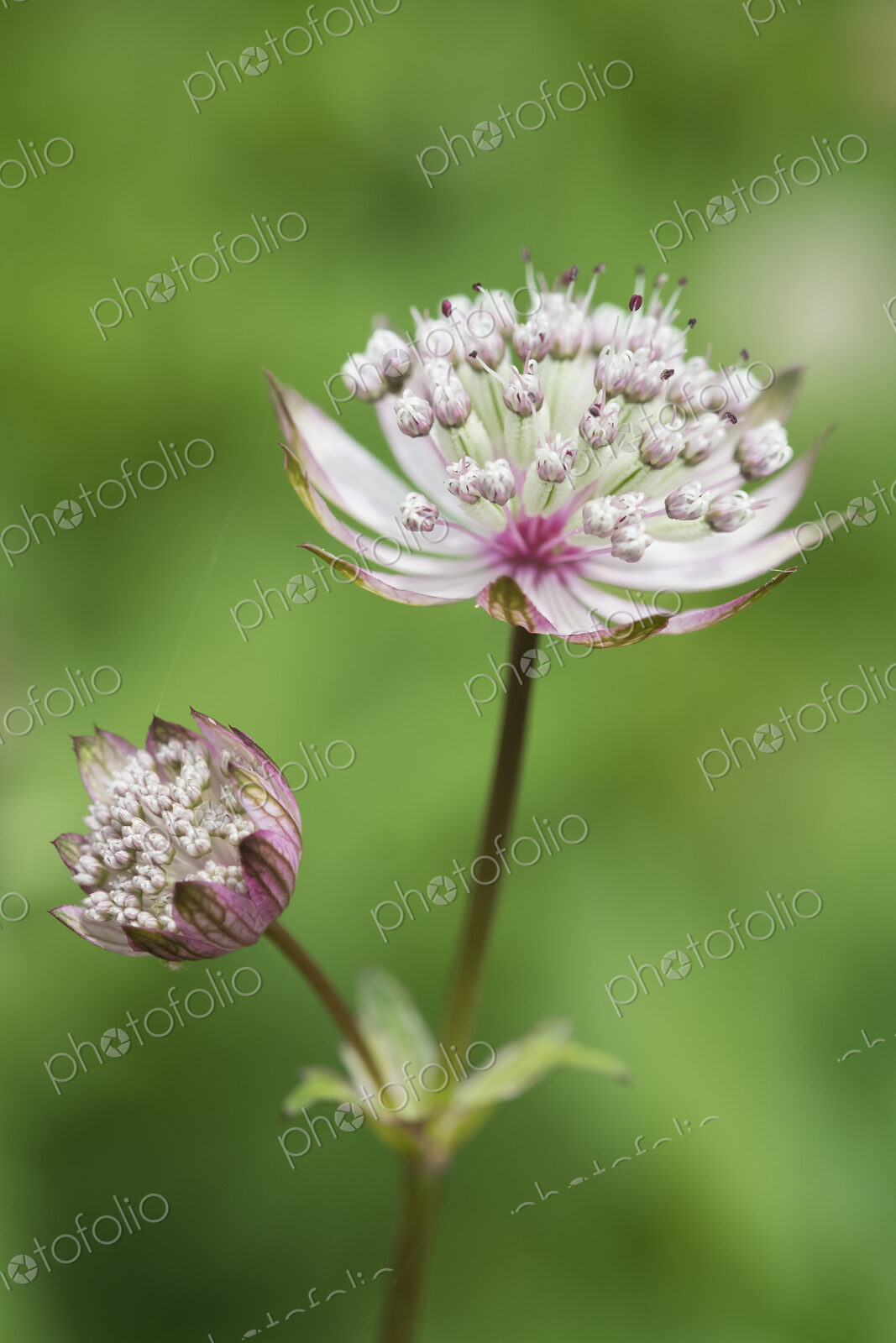 An astrantia flowering plant in a cottage garden with delicate flowerheads.