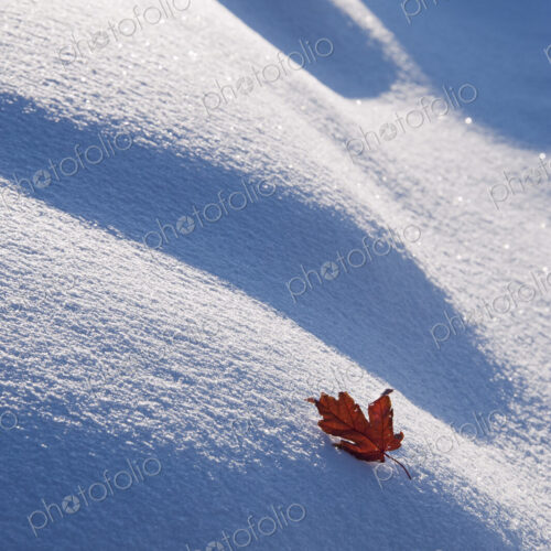 An autumnal red maple leaf lying on snow.