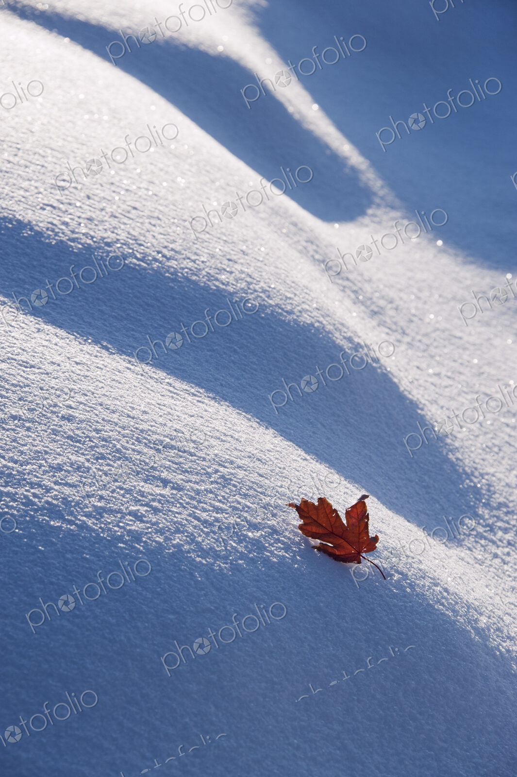 An autumnal red maple leaf lying on snow.