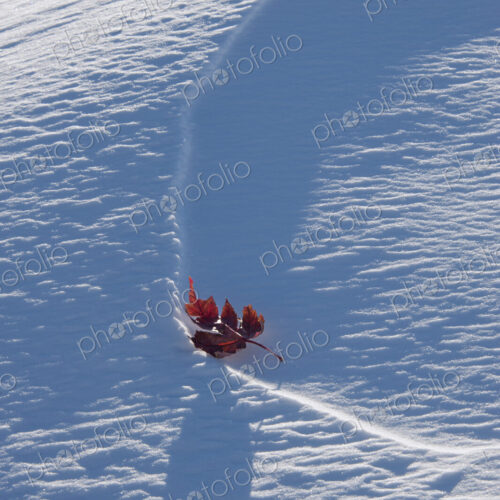 An autumnal red maple leaf lying on snow.