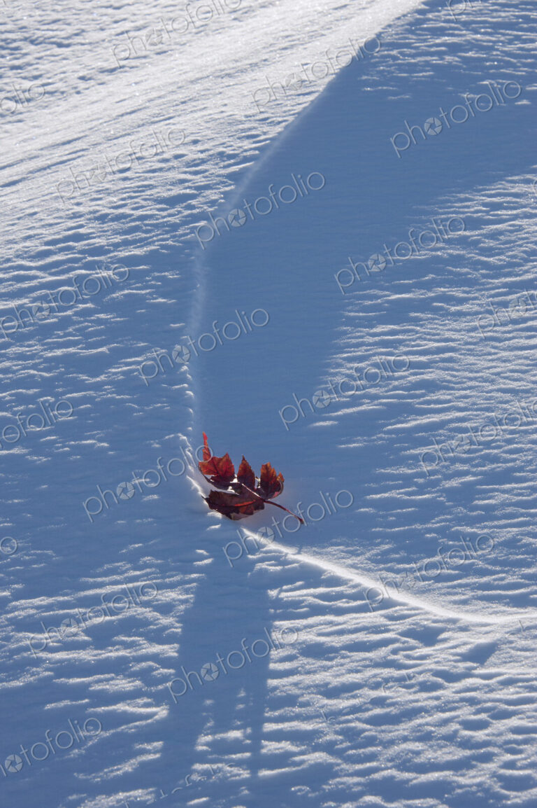 An autumnal red maple leaf lying on snow.