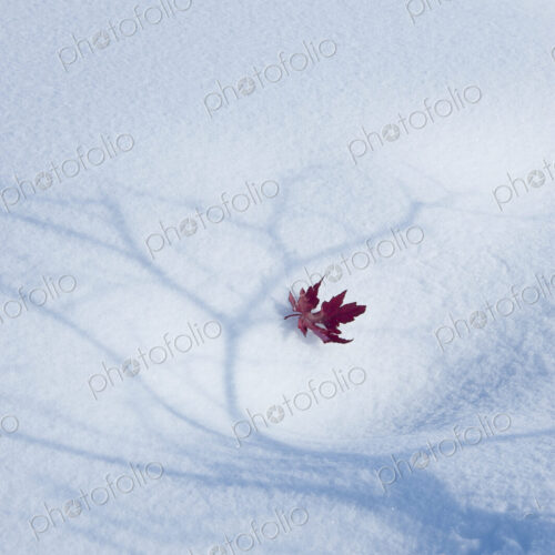 An autumnal red maple leaf lying on snow. The shadow of a tree with spreading branches…