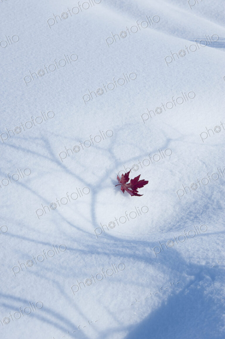 An autumnal red maple leaf lying on snow. The shadow of a tree with spreading branches…