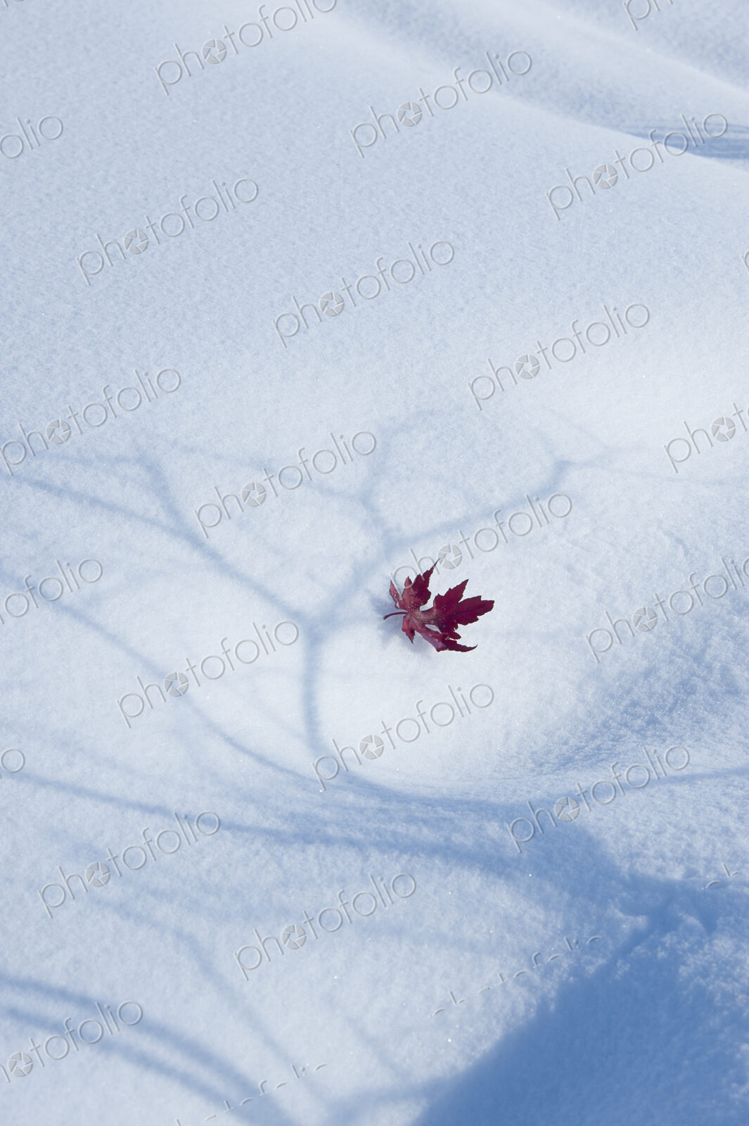 An autumnal red maple leaf lying on snow. The shadow of a tree with spreading branches…