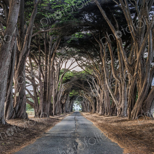 An avenue of trees growing on either side of a road in the Point Reyes National Park,…