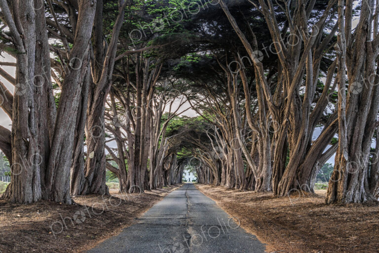 An avenue of trees growing on either side of a road in the Point Reyes National Park,…