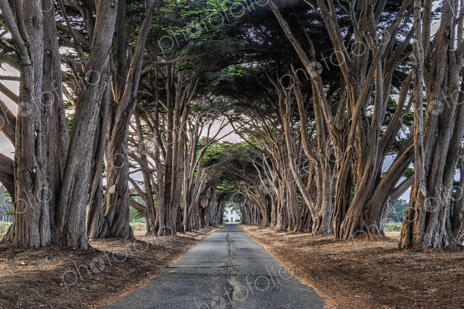 An avenue of trees growing on either side of a road in the Point Reyes National Park,…