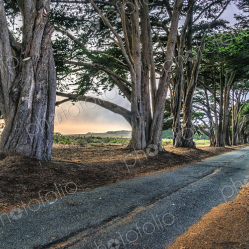 An avenue of trees growing on either side of a road in the Point Reyes National Park,…