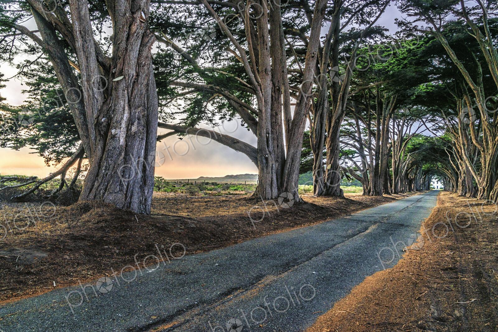 An avenue of trees growing on either side of a road in the Point Reyes National Park,…