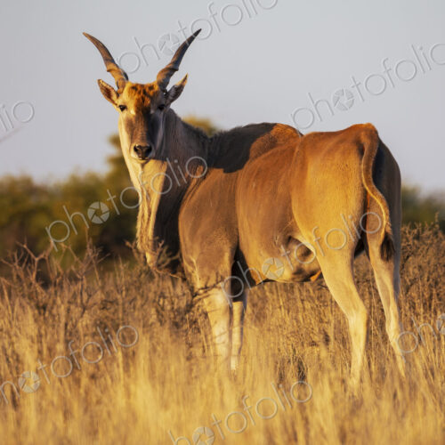 An eland, Taurotragus oryx, at sunrise in grassland. An eland, Taurotragus oryx, at sunrise in grassland.