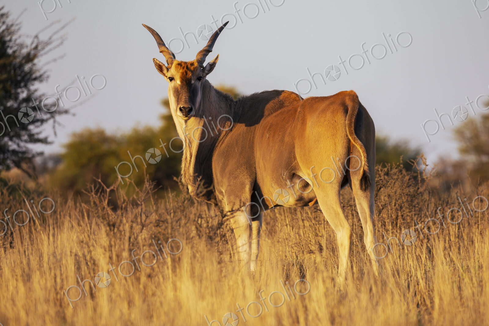 An eland, Taurotragus oryx, at sunrise in grassland.