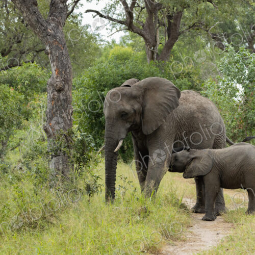 An elephant, Loxodonta africana, and her calf suckling. An elephant, Loxodonta africana, and her calf suckling.