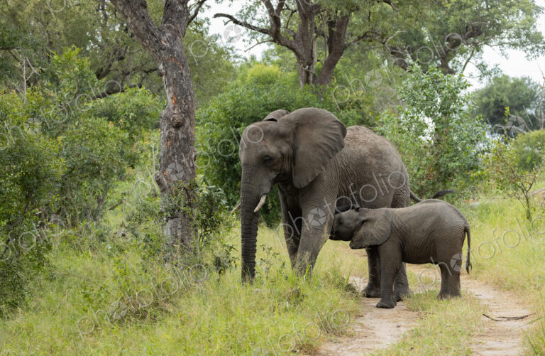 An elephant, Loxodonta africana, and her calf suckling.