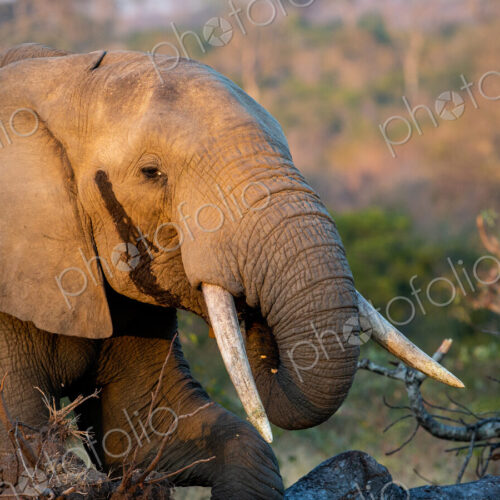 An elephant, Loxodonta africana, brings its trunk to its mouth