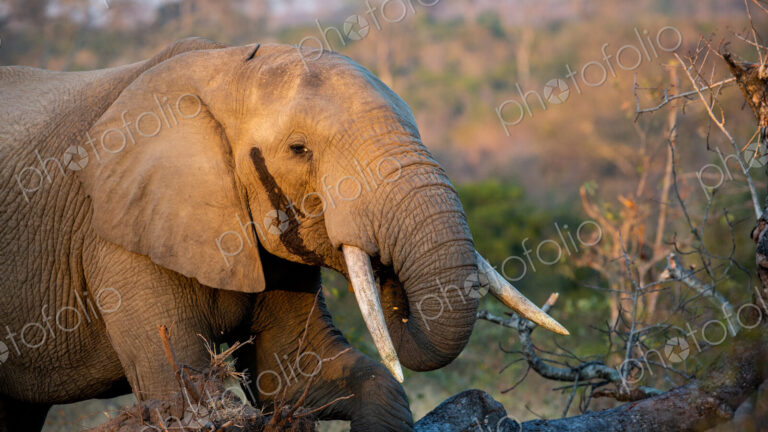 An elephant, Loxodonta africana, brings its trunk to its mouth
