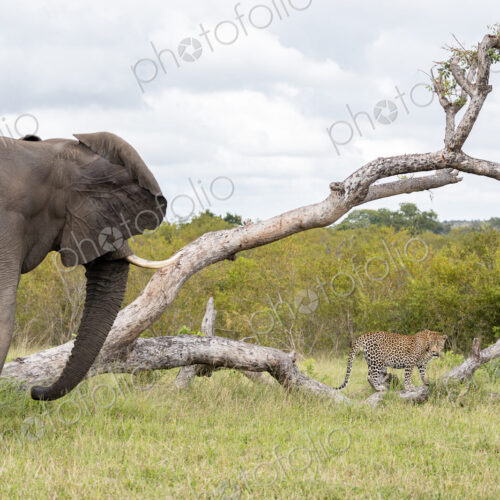An elephant, Loxodonta africana, charging at a leopard, Panthera pardus. An elephant, Loxodonta africana, charging at a leopard, Panthera pardus.