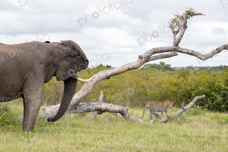An elephant, Loxodonta africana, charging at a leopard, Panthera pardus.