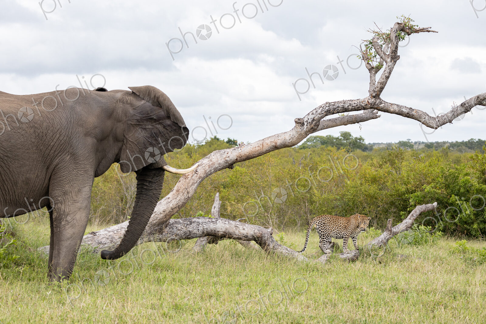 An elephant, Loxodonta africana, charging at a leopard, Panthera pardus.