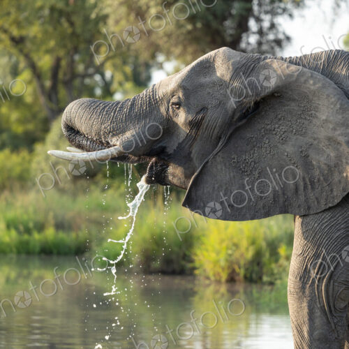 An elephant, Loxodonta africana, drinking water, morning light. An elephant, Loxodonta africana, drinking water, morning light.