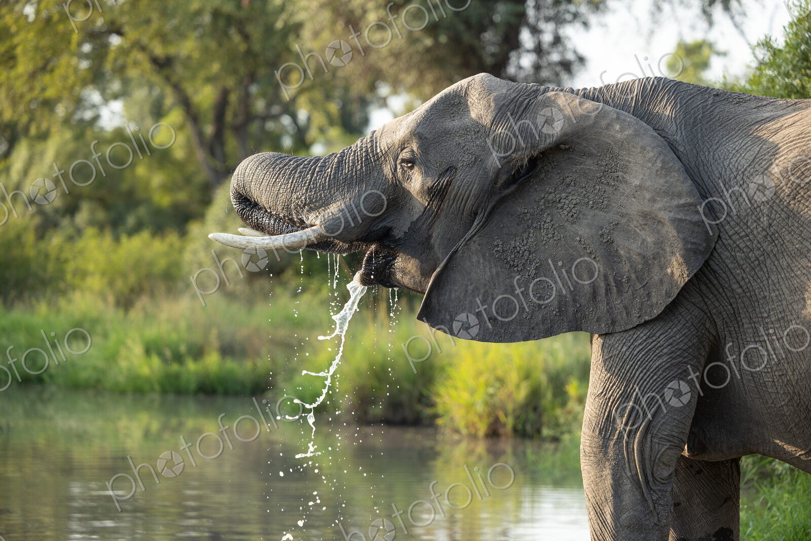 An elephant, Loxodonta africana, drinking water, morning light.