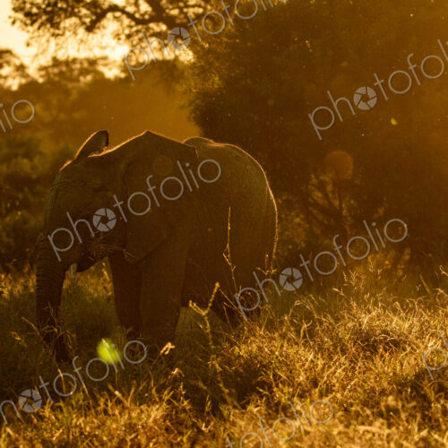An elephant, Loxodonta africana, feeding during golden hour. An elephant, Loxodonta africana, feeding during golden hour.