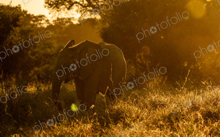 An elephant, Loxodonta africana, feeding during golden hour.