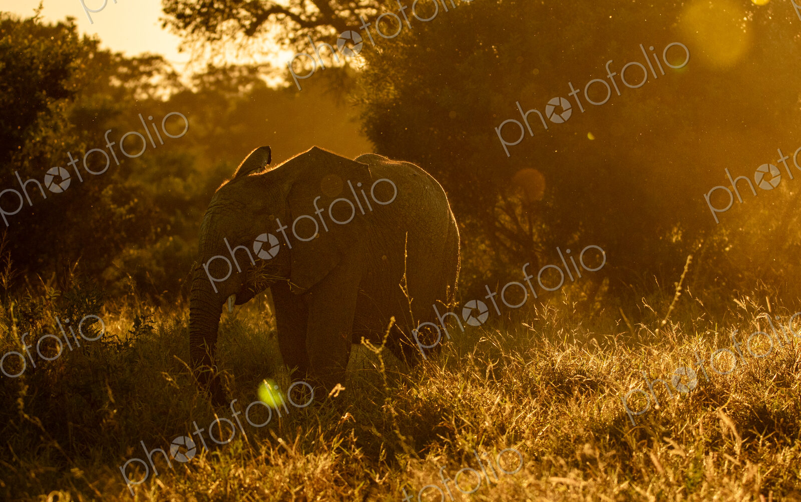 An elephant, Loxodonta africana, feeding during golden hour.