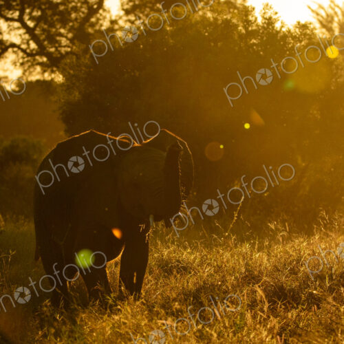 An elephant, Loxodonta africana, feeding during golden hour. An elephant, Loxodonta africana, feeding during golden hour.