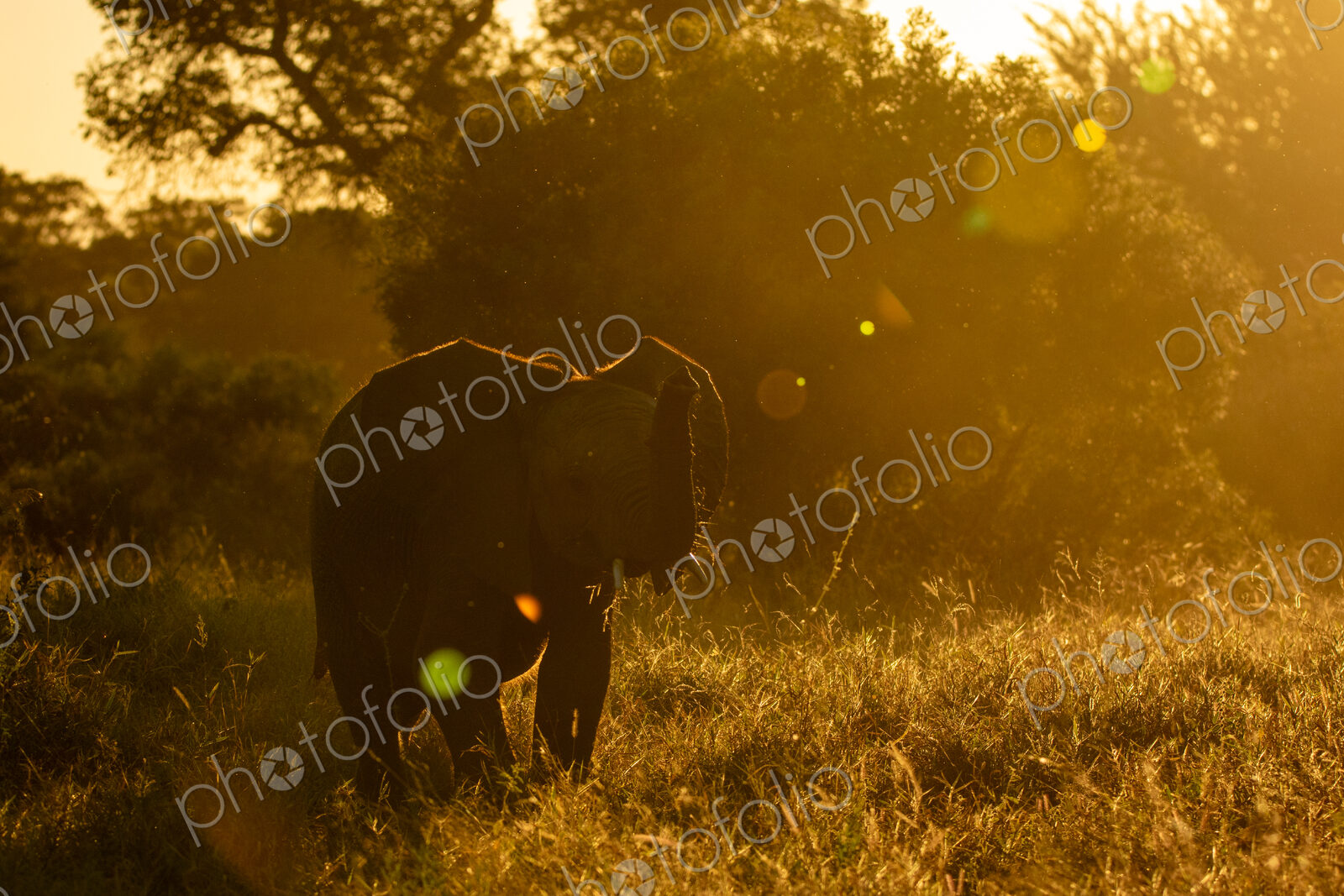 An elephant, Loxodonta africana, feeding during golden hour.