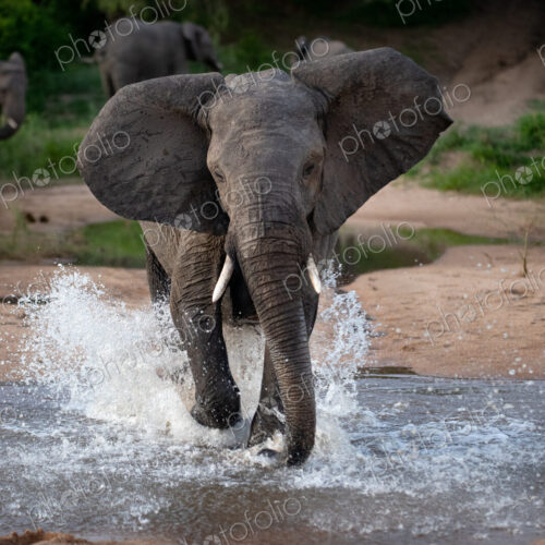 An elephant, Loxodonta africana, runs through water towards camera, ears facing…
