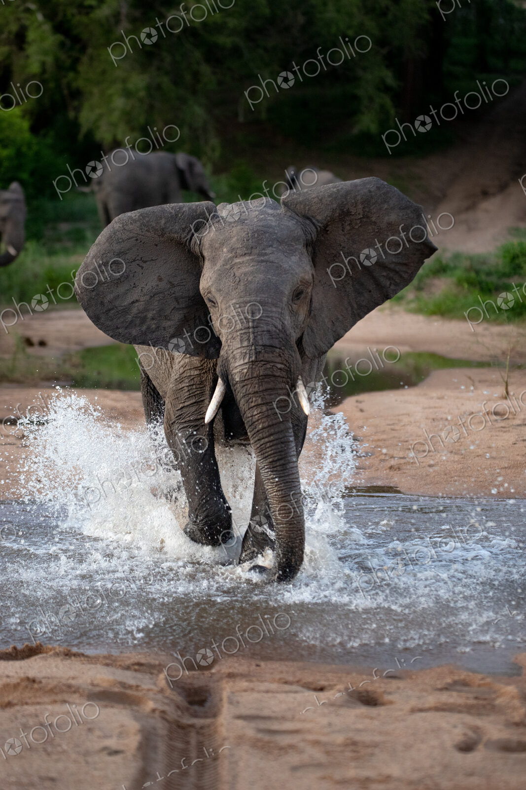An elephant, Loxodonta africana, runs through water towards camera, ears facing…