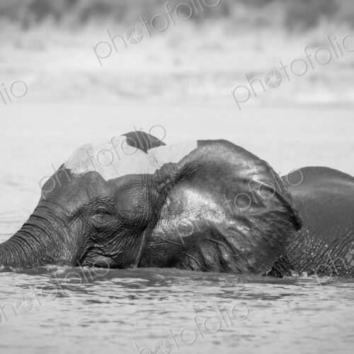 An elephant, Loxodonta africana, stands in water, wet skin, trunk curled in air An elephant, Loxodonta africana, stands in water, wet skin, trunk curled in air