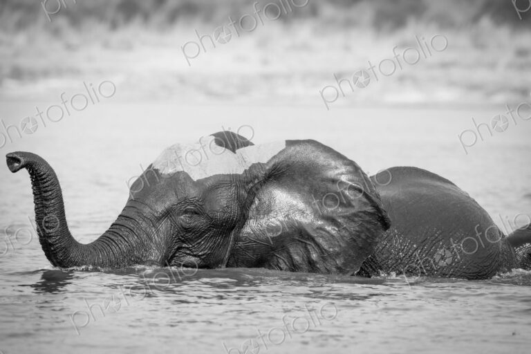 An elephant, Loxodonta africana, stands in water, wet skin, trunk curled in air