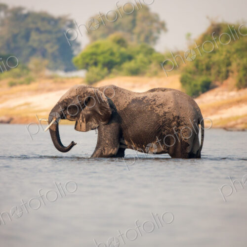 An elephant, Loxodonta africana, stands knee deep in water, wet body, trunk sprays…