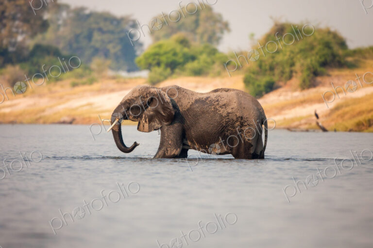 An elephant, Loxodonta africana, stands knee deep in water, wet body, trunk sprays…