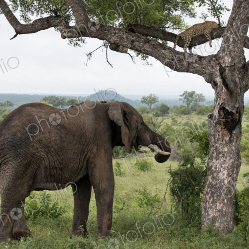 An elephant, Loxodonta africana under a tree and leopard, Panthera pardus, sleeping on… An elephant, Loxodonta africana under a tree and leopard, Panthera pardus, sleeping on…