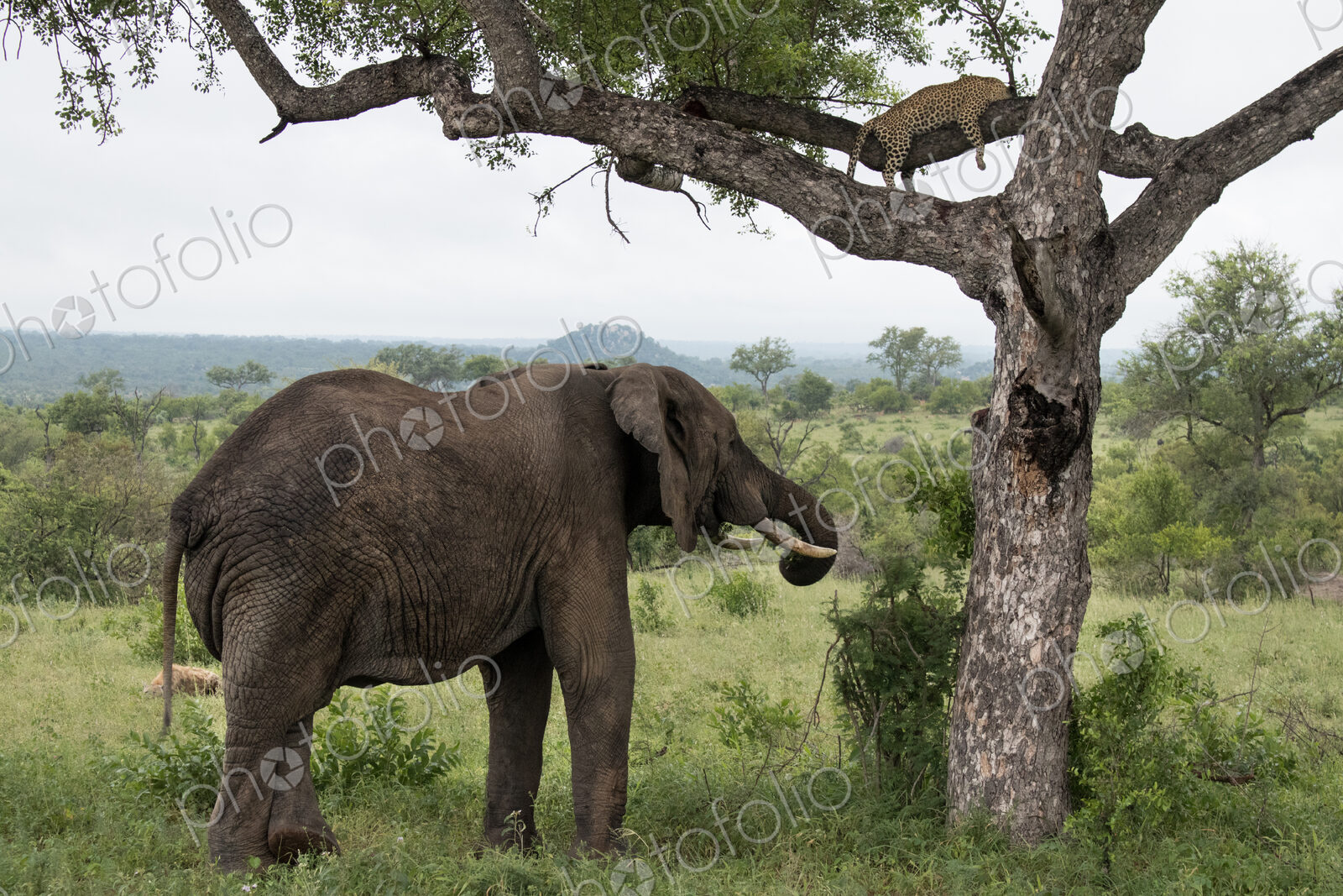 An elephant, Loxodonta africana under a tree and leopard, Panthera pardus, sleeping on…