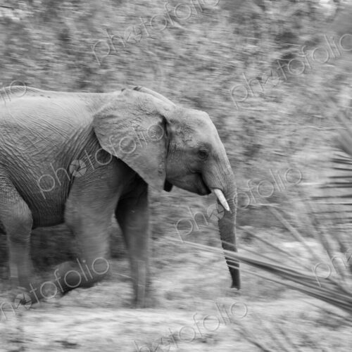 An elephant, Loxodonta africana, walking, motion blur, black and white image An elephant, Loxodonta africana, walking, motion blur, black and white image