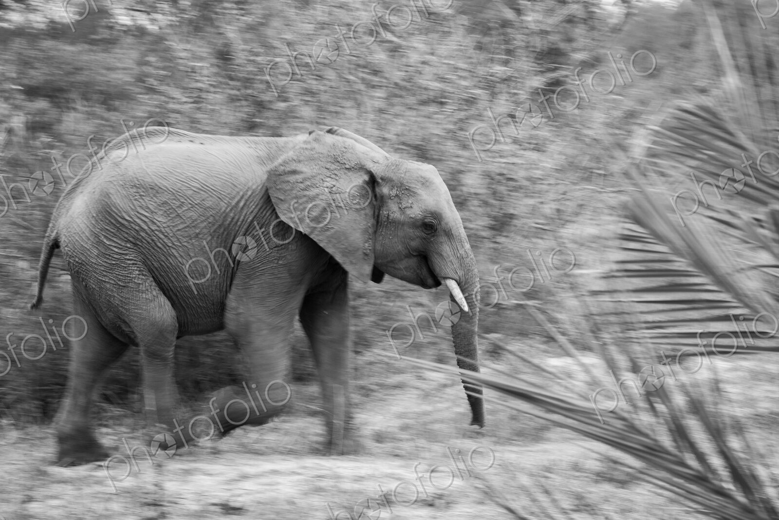 An elephant, Loxodonta africana, walking, motion blur, black and white image