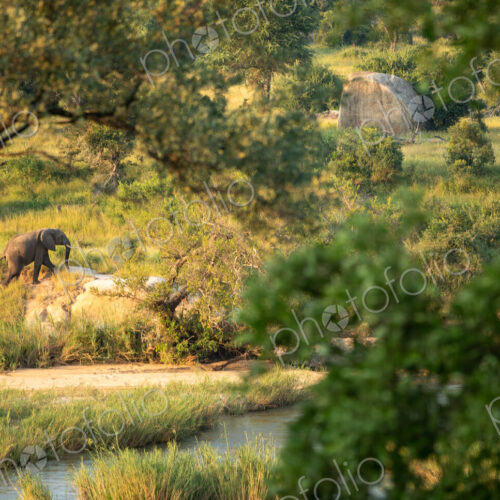 An elephant, Loxodonta africana, walking next to a river, wide angle shot. An elephant, Loxodonta africana, walking next to a river, wide angle shot.