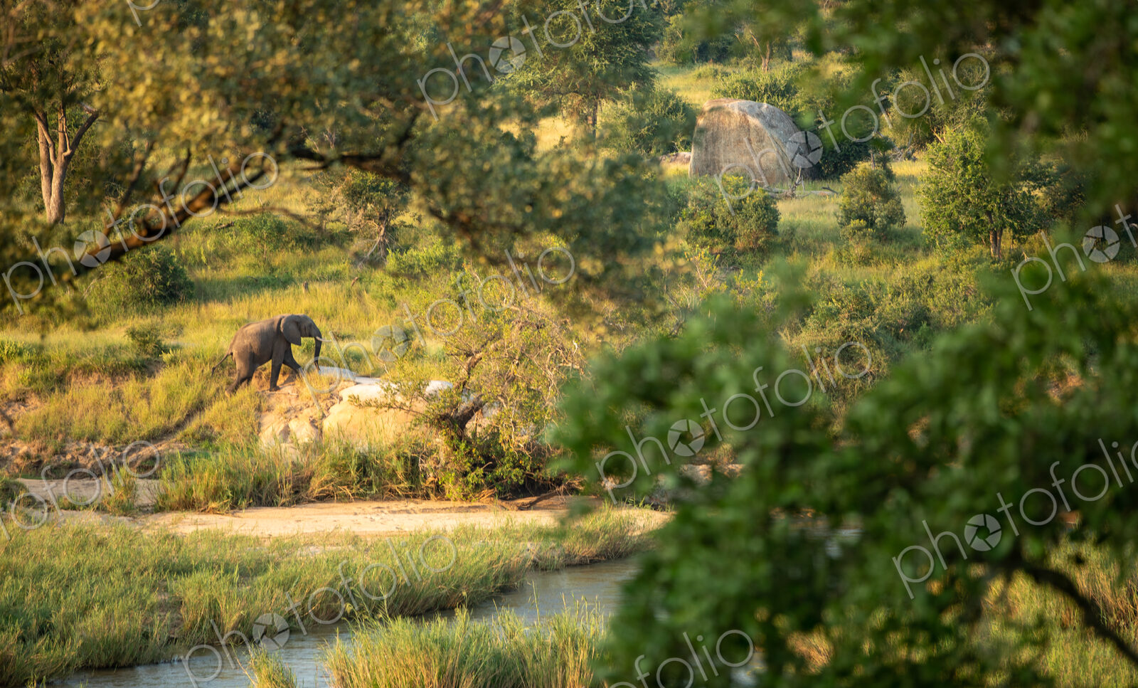 An elephant, Loxodonta africana, walking next to a river, wide angle shot.