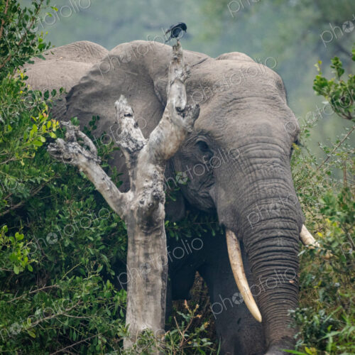 An elephant, Loxodonta africana, walking through foliage. An elephant, Loxodonta africana, walking through foliage.