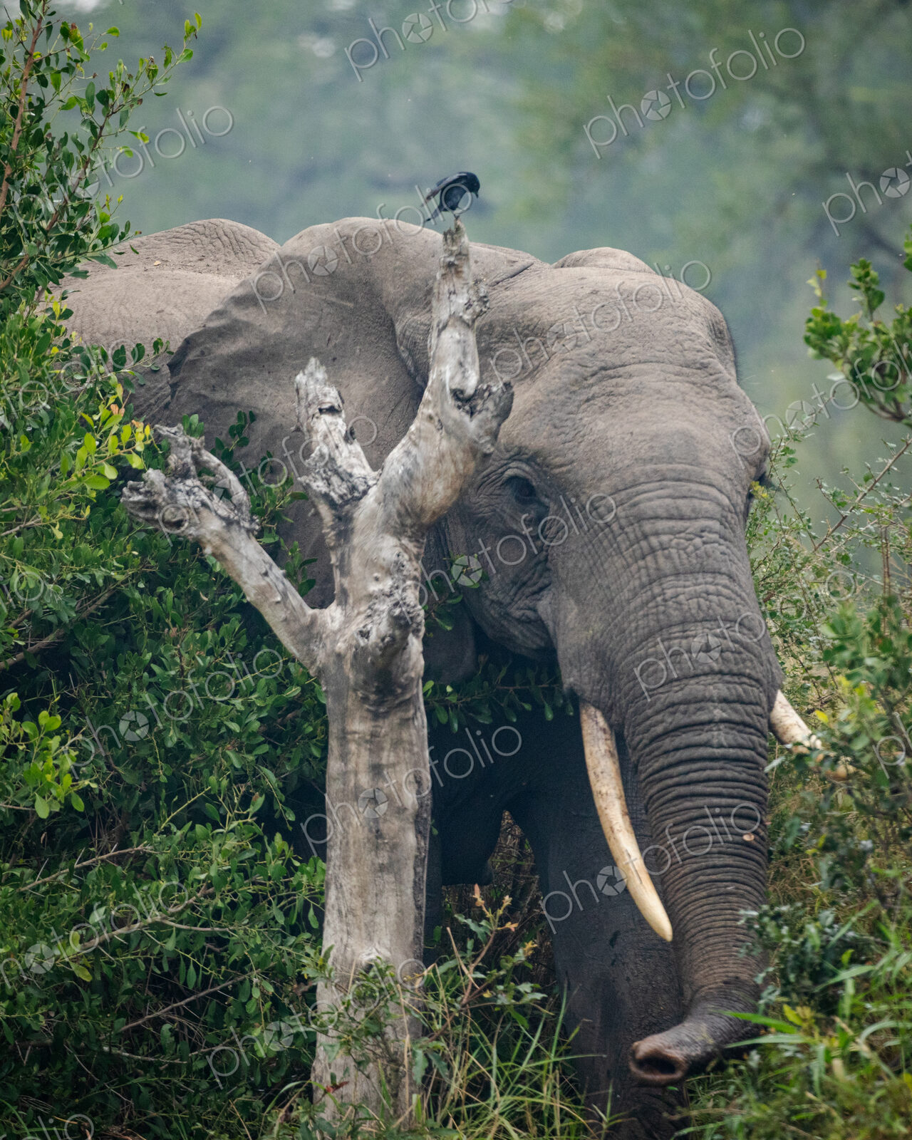 An elephant, Loxodonta africana, walking through foliage.