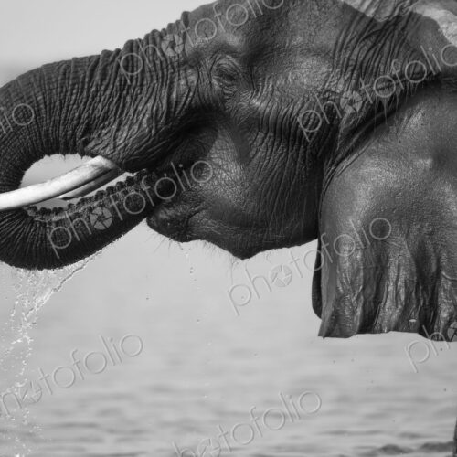 An elephant, Loxodonta africana, wet skin, drinks water, trunk to mouth, dripping… An elephant, Loxodonta africana, wet skin, drinks water, trunk to mouth, dripping…