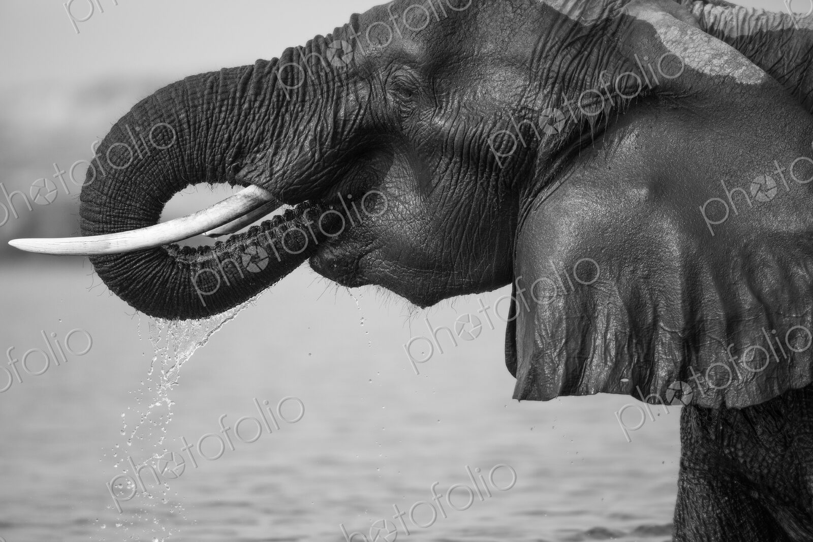 An elephant, Loxodonta africana, wet skin, drinks water, trunk to mouth, dripping…