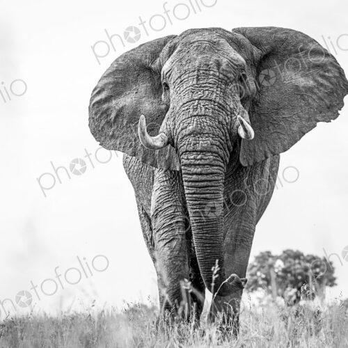An elephant, Loxodonta africana, with alert, standing in short grass, large ears and…