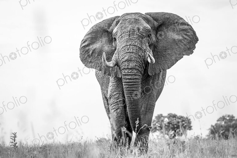 An elephant, Loxodonta africana, with alert, standing in short grass, large ears and…