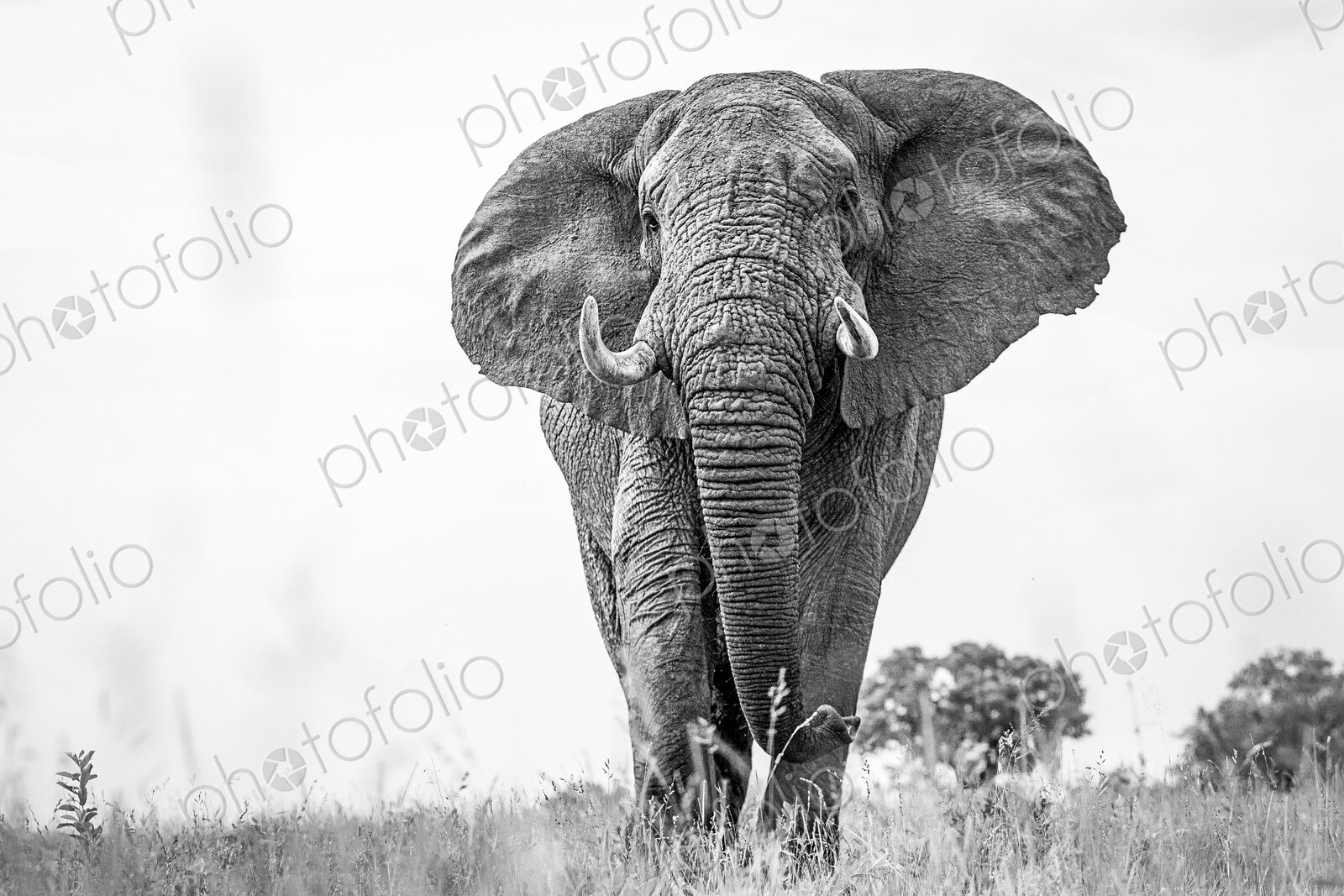 An elephant, Loxodonta africana, with alert, standing in short grass, large ears and…
